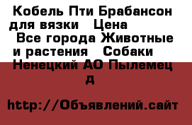 Кобель Пти Брабансон для вязки › Цена ­ 30 000 - Все города Животные и растения » Собаки   . Ненецкий АО,Пылемец д.